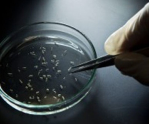 Mỹ: Thêm 14 ca nghi nhiễm virus Zika qua đường tình dục