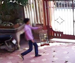 Trộm chim chào mào của giám đốc sở, 2 thanh niên bị truy tố