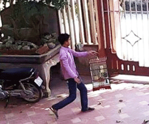 Trộm chim thế nào mới bị xử tội trộm cắp?