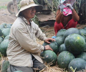 5 kg dưa hấu = 1 ly trà đá