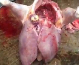 Clip: Con gà có hai lá gan to như gan lợn gây sốc