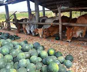 Dưa hấu 300 đồng/kg - ai cứu nông dân?