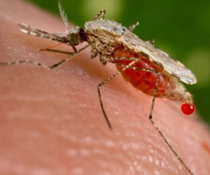 Virut Zika có thể gây rối loạn thần kinh, dẫn đến tử vong