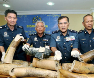 Ba người Việt bị tịch thu 160 kg ngà voi ở Malaysia