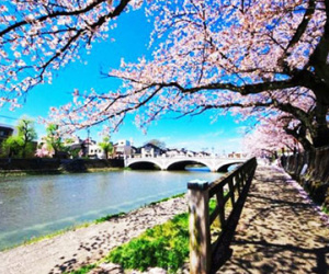 Đà Nẵng có nguy cơ vỡ mộng đường hoa anh đào