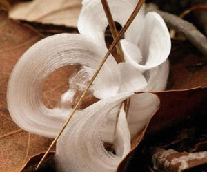 Loài hoa tuyệt đẹp chỉ nở trong đêm và tự "tàn" khi trời sáng