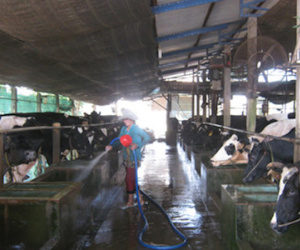 Ông Đinh La Thăng muốn giúp nông dân bán sữa, Vinamilk nói khó