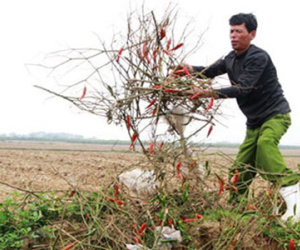 Thương lái bỏ chạy, dân đắng cay đào hố chôn ớt