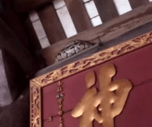 Hãi hùng nhìn con trăn "mắc võng" trên ngôi đền ở Nam Định