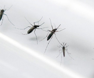 Phát hiện trường hợp nhiễm Zika đầu tiên tại Lào