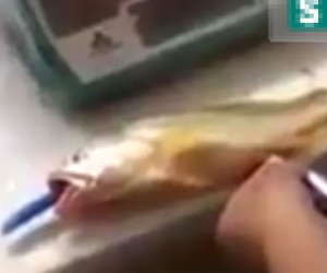 Clip phanh phui thủ đoạn đê tiện của con buôn cá bất lương