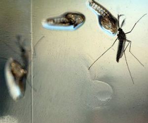 Canada ghi nhận 20 trường hợp nhiễm virus Zika