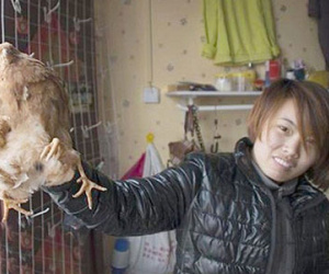 Gà "yêu quái" 4 chân gây sốt dân mạng