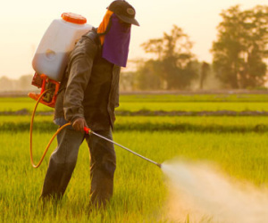 Glyphosate: Chất độc thế giới tẩy chay nhưng vẫn tràn lan ở Việt Nam
