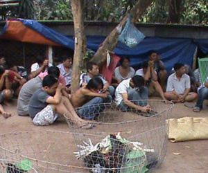 Phá trường gà, bắt 35 con bạc, thu giữ hàng trăm triệu đồng