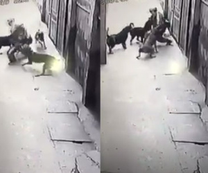 Clip: Kinh hoàng 4 con chó dữ lao vào tấn công khiến chủ đứt gân tay, hôn mê sâu