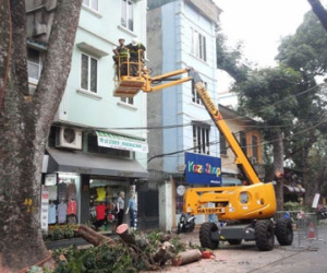 Hà Nội: Bán đấu giá gỗ, củi từ cắt tỉa cây xanh thu ngân sách