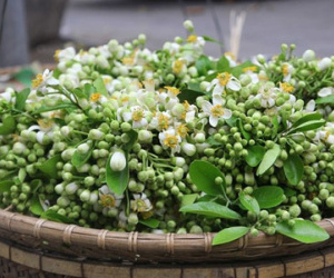 Tháng 3, hoa bưởi ngập tràn phố phường Hà Nội