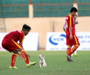 Chó cắn cầu thủ U19 bị thương, bác sỹ phải "giải cứu"