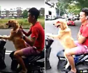 Chú chó lái xe gây sốt cộng đồng mạng
