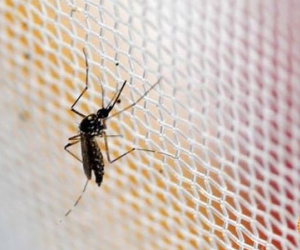 Hàn Quốc xác nhận ca nhiễm virus Zika đầu tiên