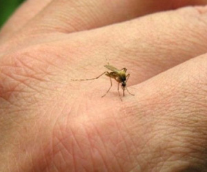Ba con đường lây nhiễm chính của virus Zika