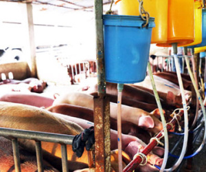 Kinh hãi hàng trăm con heo bị tiêm thuốc an thần trước khi vào lò mổ