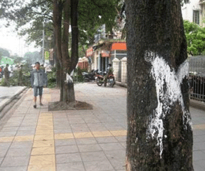Hà Nội chặt cây: Hoảng với tiền tỷ sơn phết