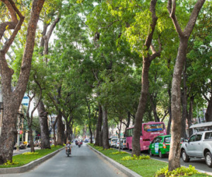 TPHCM: Ngắm nhìn hàng cây xanh trên đường Tôn Đức Thắng trước khi 300 cây sẽ bị chặt hạ