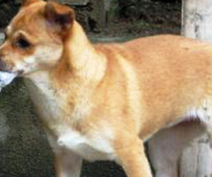 Một phụ nữ mang bầu bị chó dại cắn tử vong