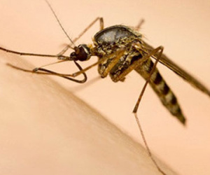 Muỗi vằn nuôi ở đảo Trí Nguyên có thể áp chế virus Zika