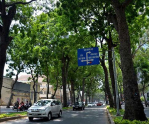 Không có việc đốn hạ 300 cây xanh ở Sài Gòn