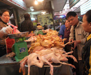 Mở cửa cho gà Trung Quốc tràn vào: Mối lo thịt "rác"