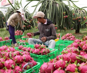Thương lái Trung Quốc âm thầm mở xưởng thu gom thanh long