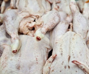 100% gà Trung Quốc nhập vào Việt Nam trái phép