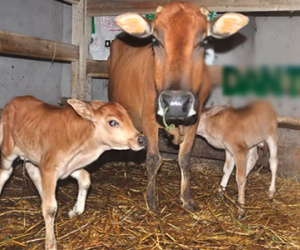 Hy hữu con bò 2 lần sinh đôi liên tiếp