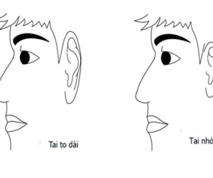 Đôi tai tiết lộ sự phú quý của bạn