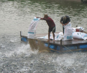 Nhập cả trăm tấn kháng sinh cấm để… nuôi trồng thủy sản