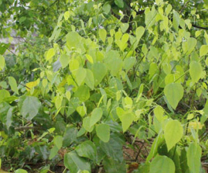 50.000 đồng một kg rau bò khai Lạng Sơn