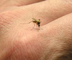 Hai người Việt Nam nhiễm virus Zika là do muỗi đốt