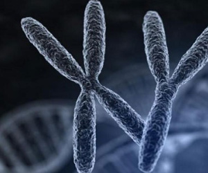 Virus thượng cổ có thể làm tăng tỷ lệ sinh con trai