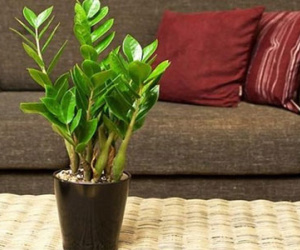 12 con giáp nên trồng cây gì để thu hút tiền tài?