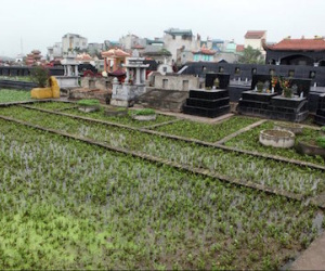 “Ăn rau trồng ở nghĩa địa dễ mắc bệnh”