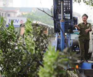 Hà Nội sẽ hạ độ cao toàn bộ hệ thống cây xanh