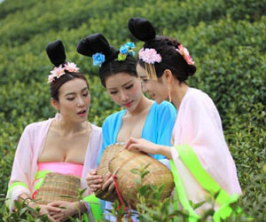 Thiếu nữ ăn mặc nóng bỏng đi hái trà