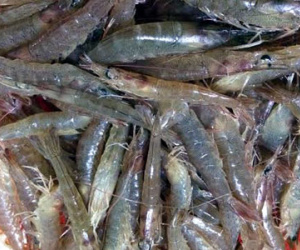 Tôm siêu sạch Đoàn Văn Vươn đắt hàng, trúng đậm