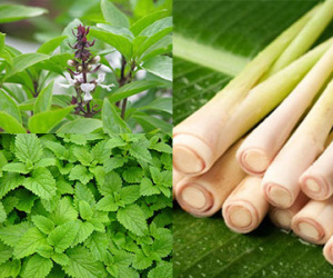 12 loại cây, hoa dễ trồng trong nhà có tác dụng đuổi muỗi, phòng Zika