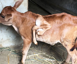 Bê con 7 chân ở Nghệ An