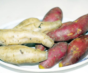 Bài thuốc trị tiểu đường bằng khoai lang