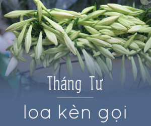 Hà Nội và những mùa hoa đẹp đến đắm say lòng người